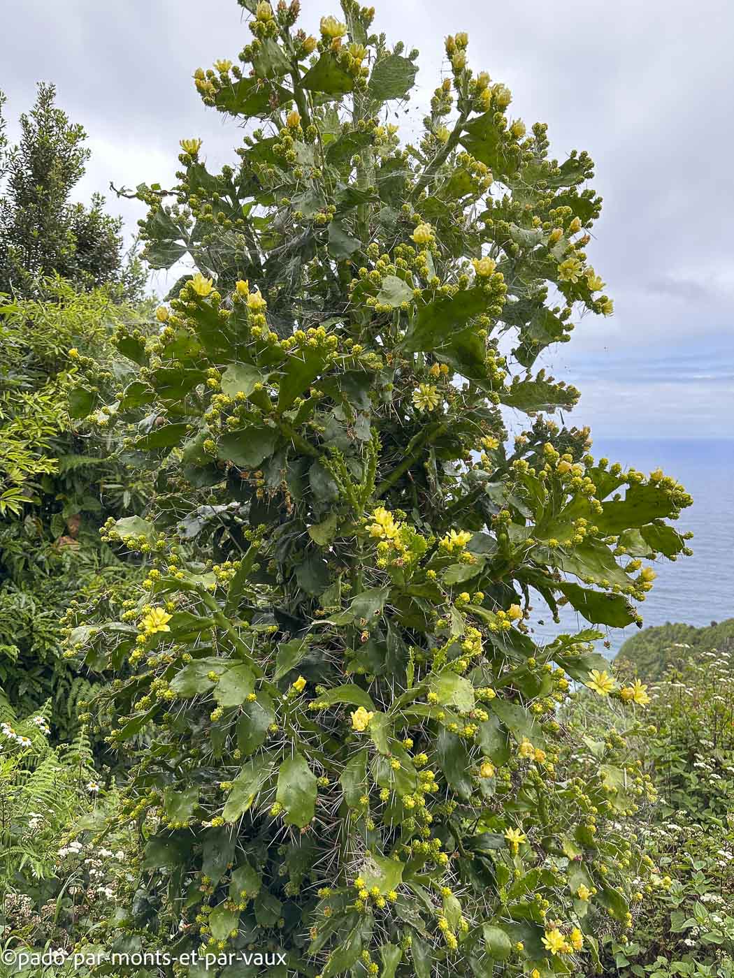 Madere-rando littoral Arco de Sao Jorge Madere-rando littoral Arco de Sao Jorge