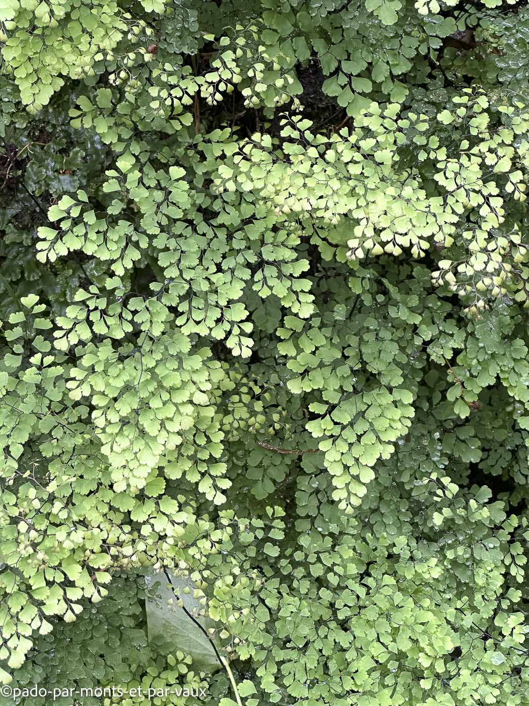 Madere-Levada do Rei- capillaire Madere-Levada do Rei- capillaire