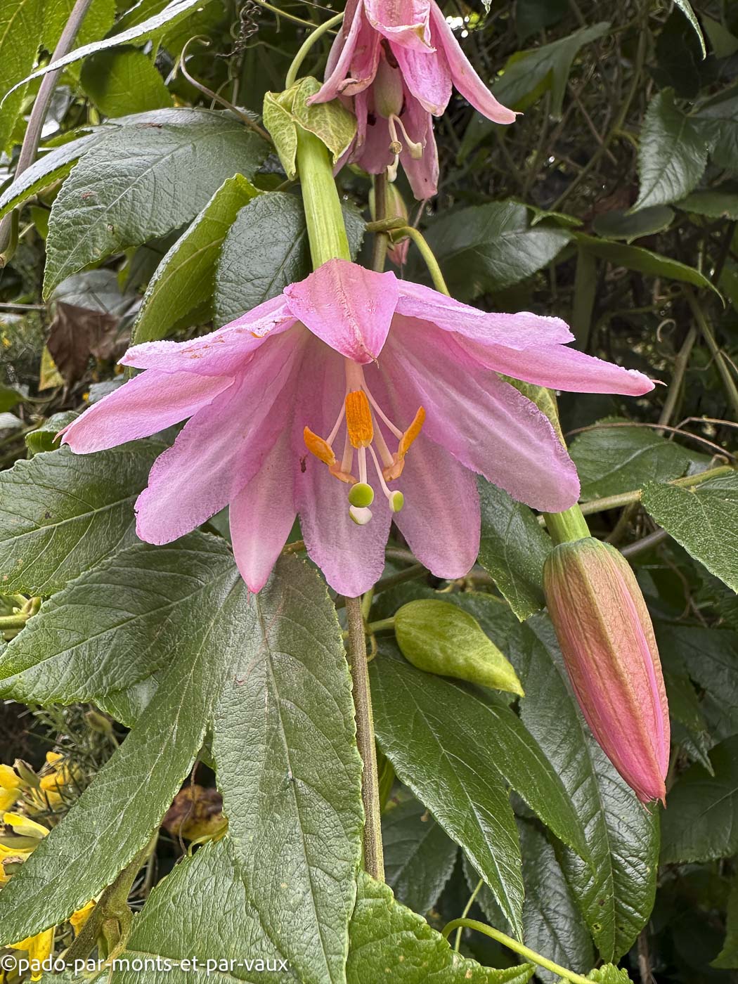 Madere-Levada do Rei - passiflore Madere-Levada do Rei - passiflore