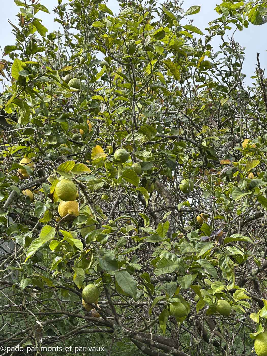 Madere - Quinta das Hortensia Madere - Quinta das Hortensia