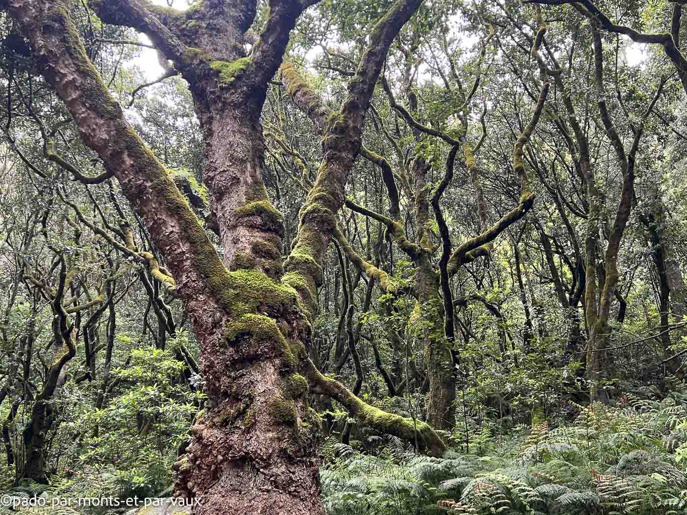 Madere-rando Queimadas-Pico das pedras Madere-rando Queimadas-Pico das pedras
