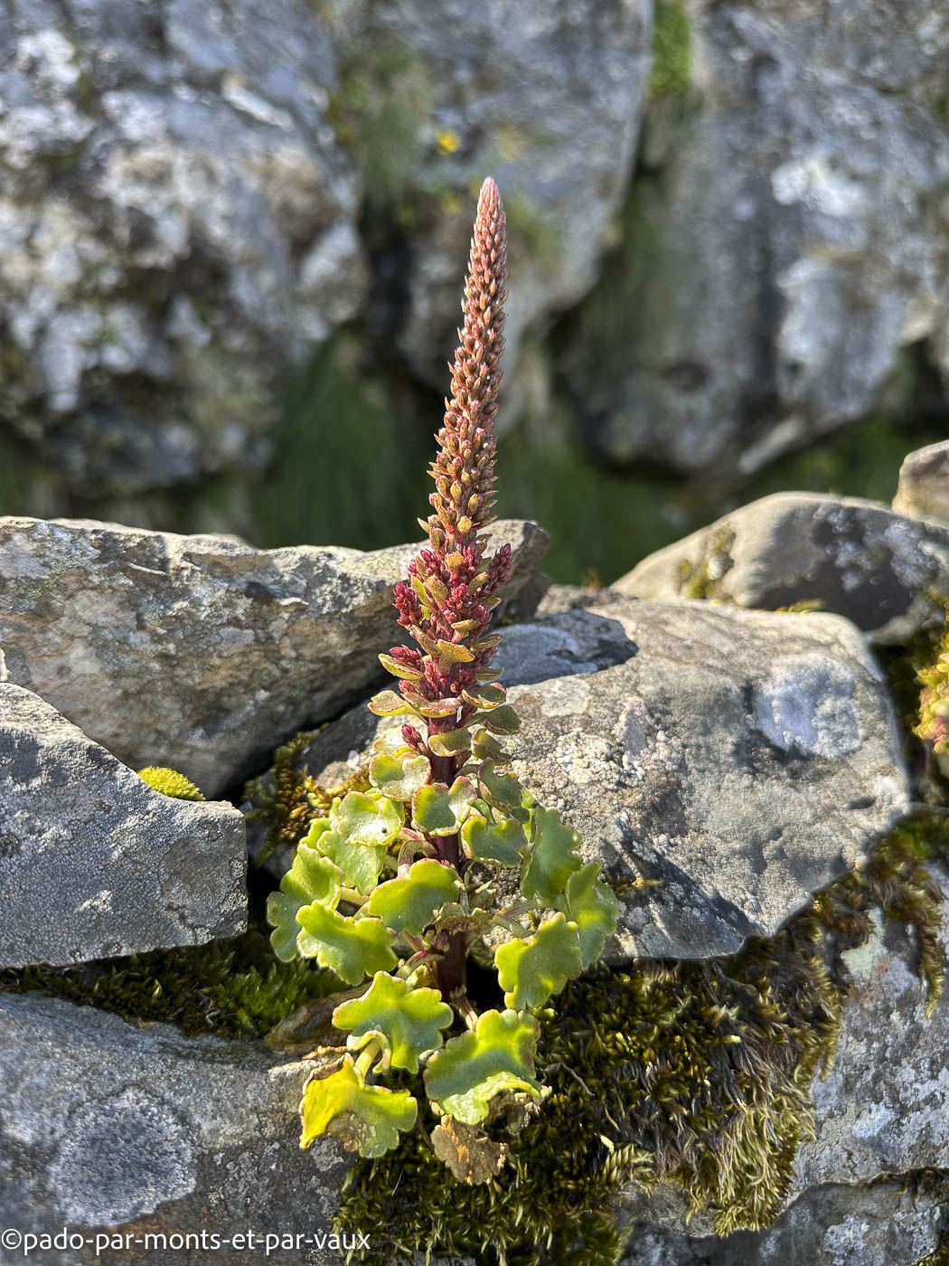 Madere-Pico Ruivo - nombril de vénus Madere-Pico Ruivo - nombril de vénus