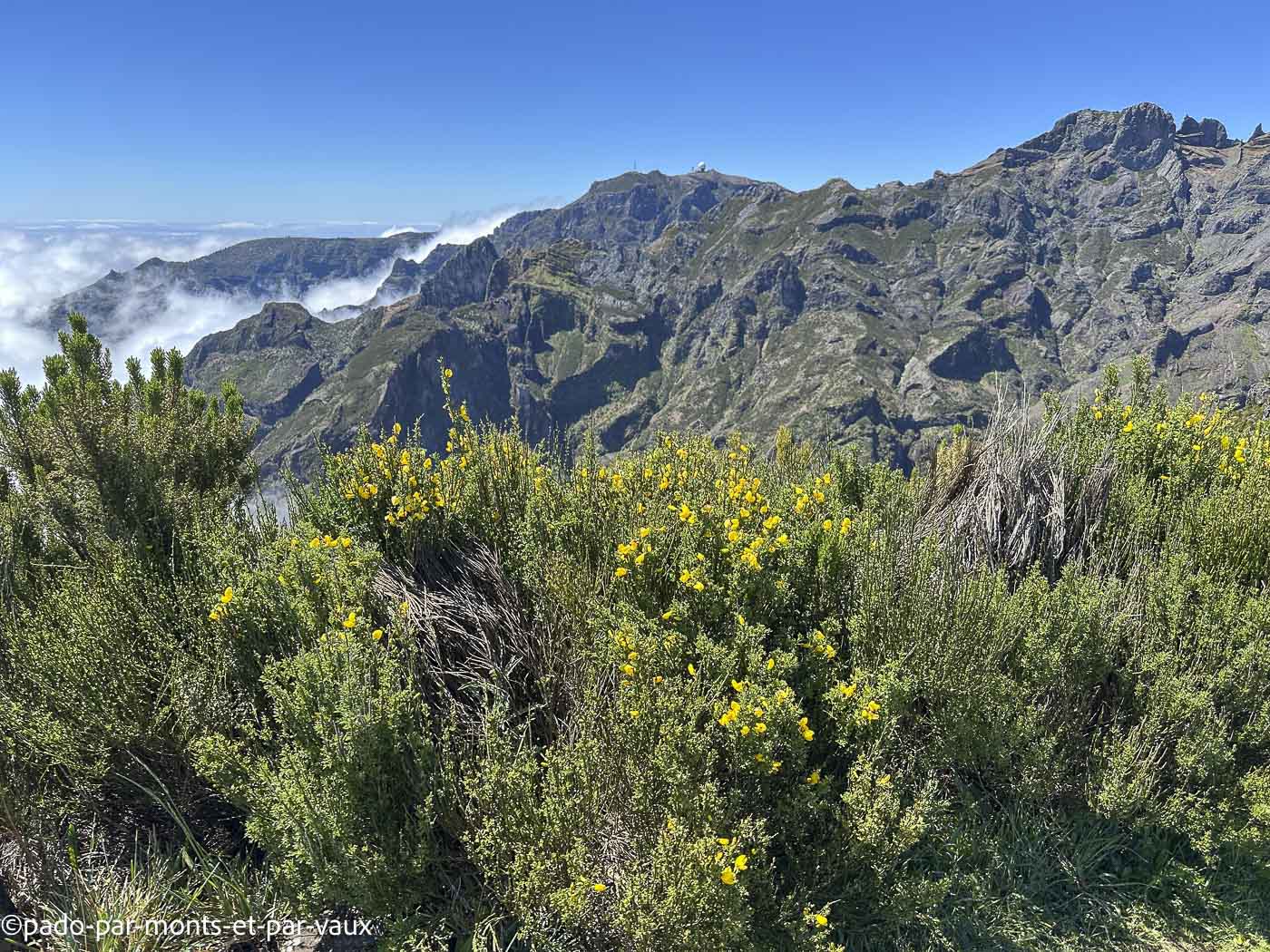 Madere-Pico Ruivo- Genet de Madère Madere-Pico Ruivo- Genet de Madère