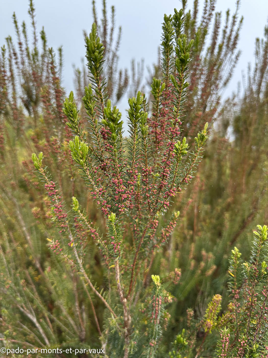 Madere-Pico Ruivo - bruyère Madere-Pico Ruivo - bruyère