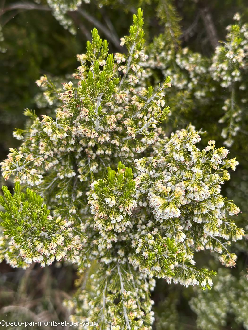 Madere-Pico Ruivo - bruyère Madere-Pico Ruivo - bruyère