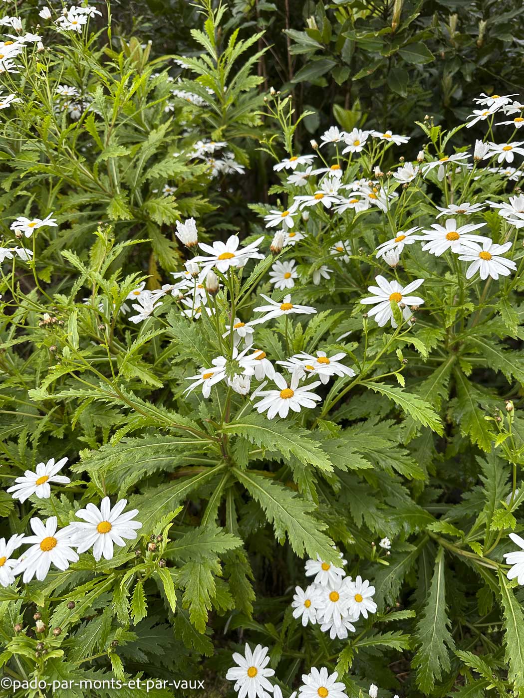 Madere-rando Queimadas-Pico das pedras- Marguerite Madere-rando Queimadas-Pico das pedras- Marguerite