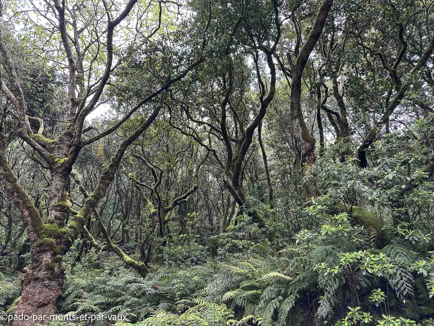 Madere-rando Queimadas-Pico das pedras Madere-rando Queimadas-Pico das pedras