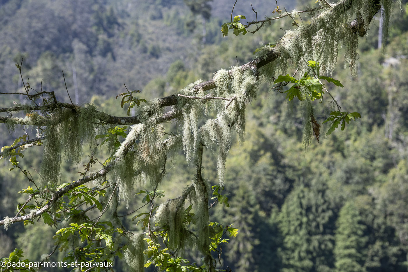 Madere-Balcon de Ribeiro Frio Madere-Balcon de Ribeiro Frio