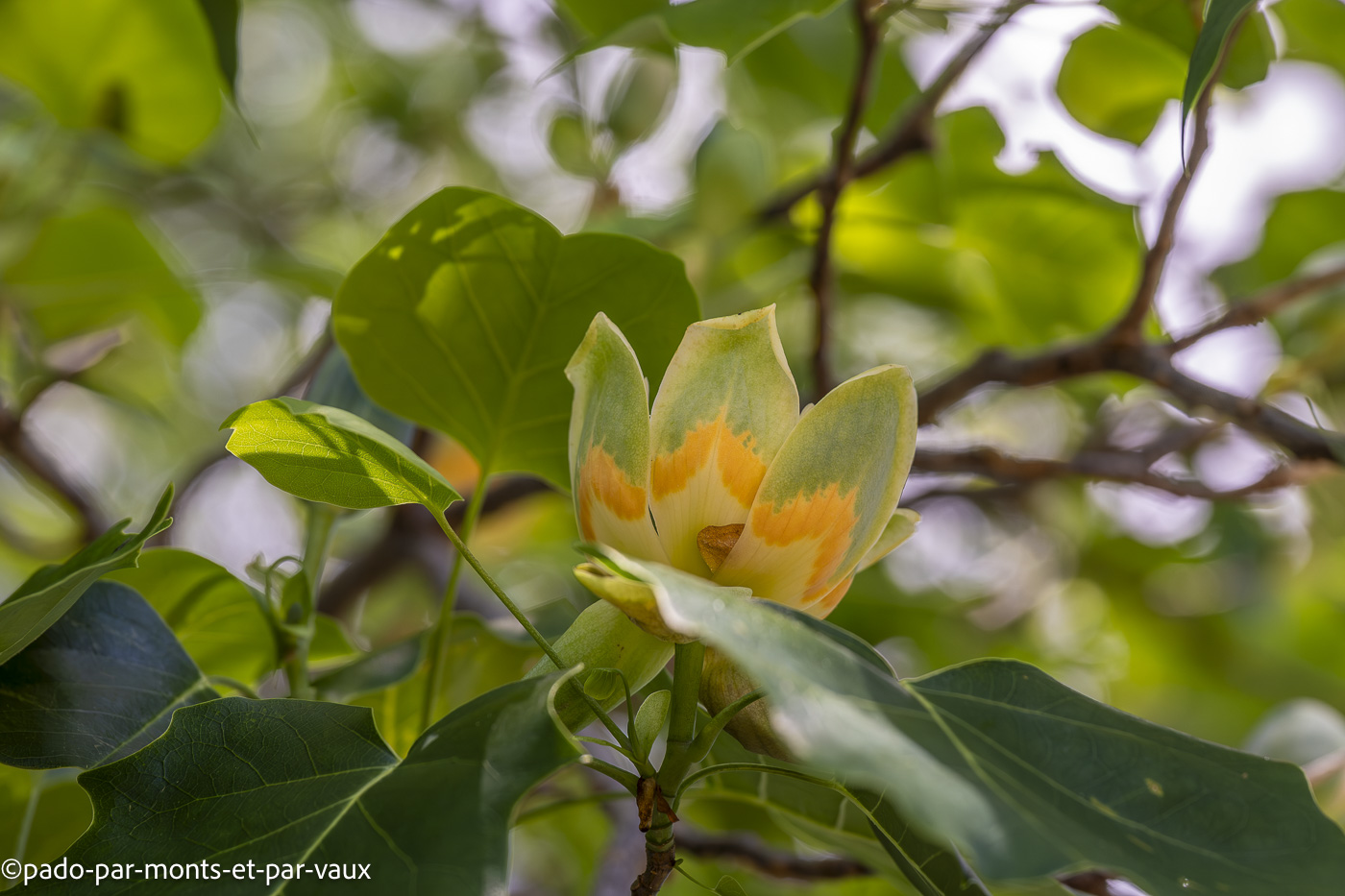 Madere-jardin Palheiro-tulipier de virginie Madere-jardin Palheiro-tulipier de virginie