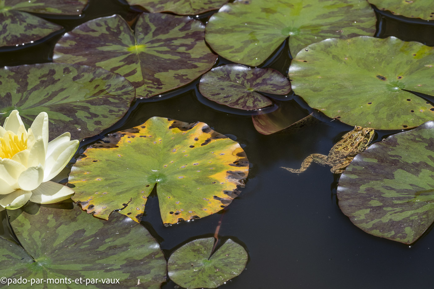 Madere-jardin Palheiro Madere-jardins Palheiro