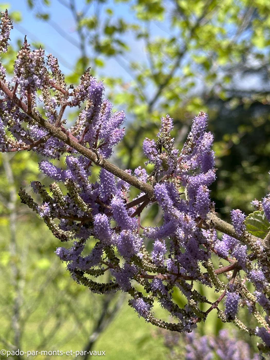 Madere-faux patchouli Madere-faux patchouli