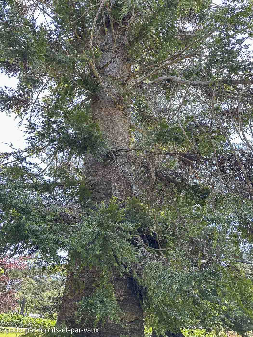 Madere-bunya bunya Madere-bunya bunya