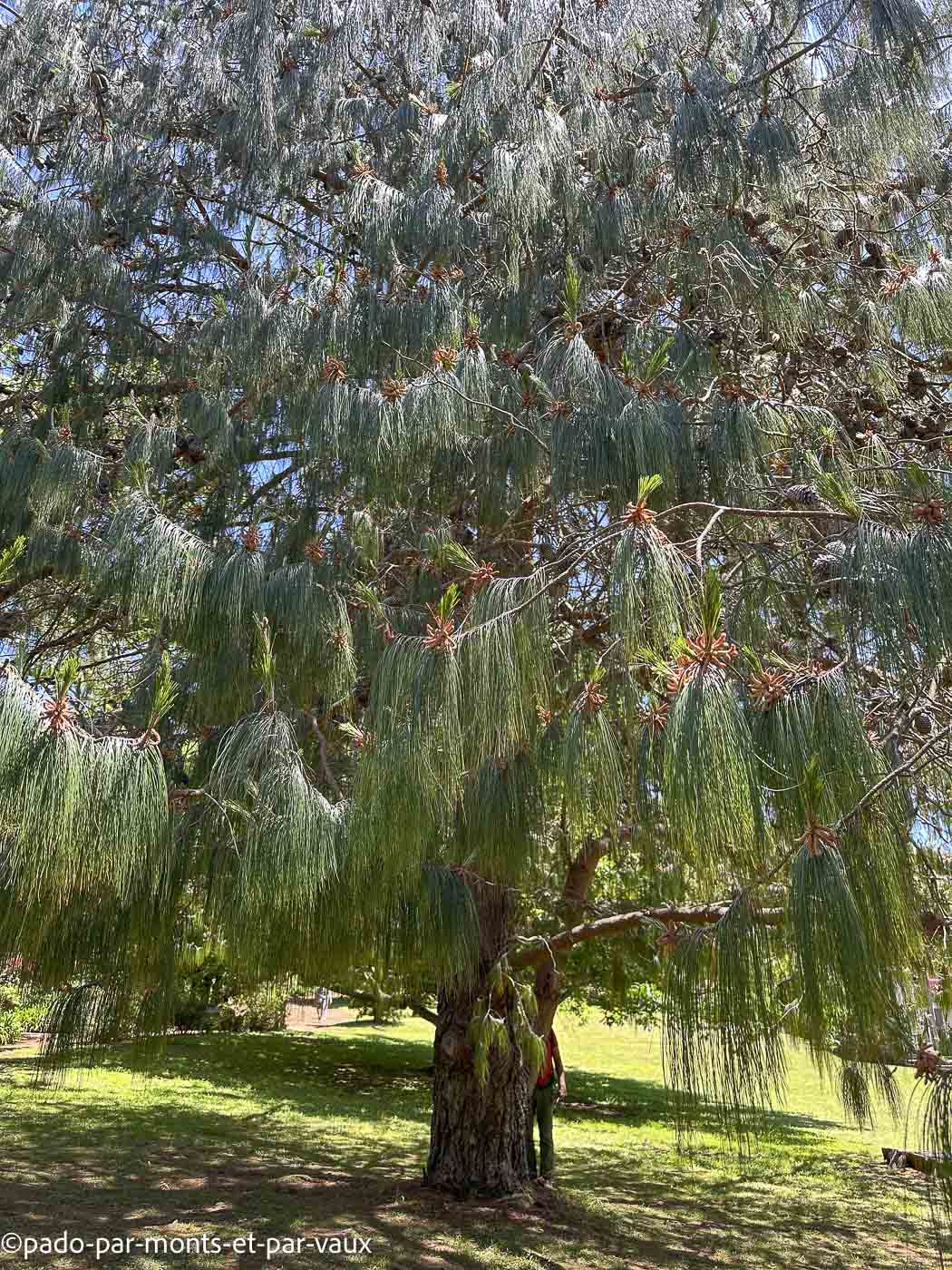 Madere-pin jelecote Madere-pin jelecote