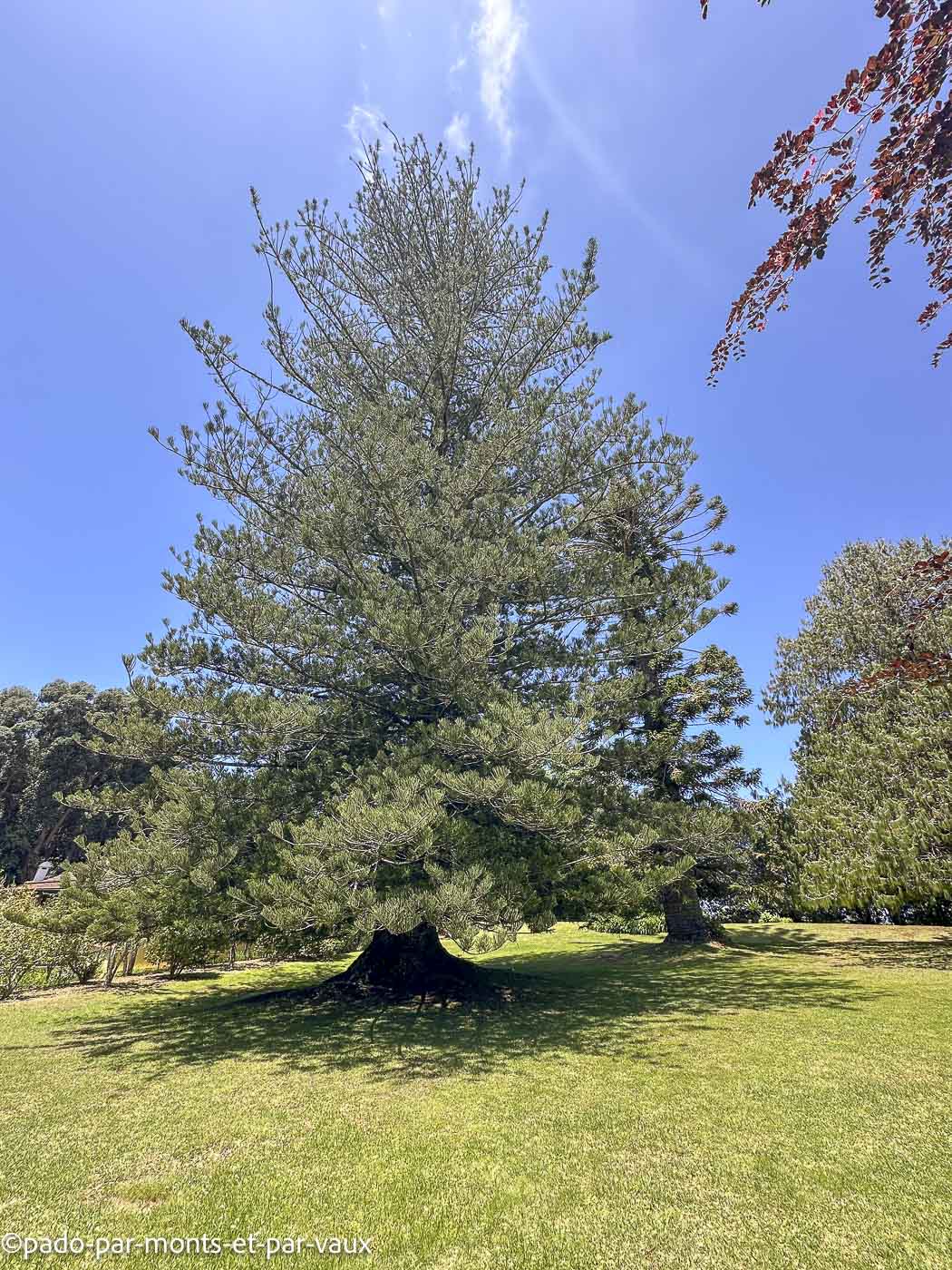 Madere-pin de Norfolk Madere-pin de Norfolk