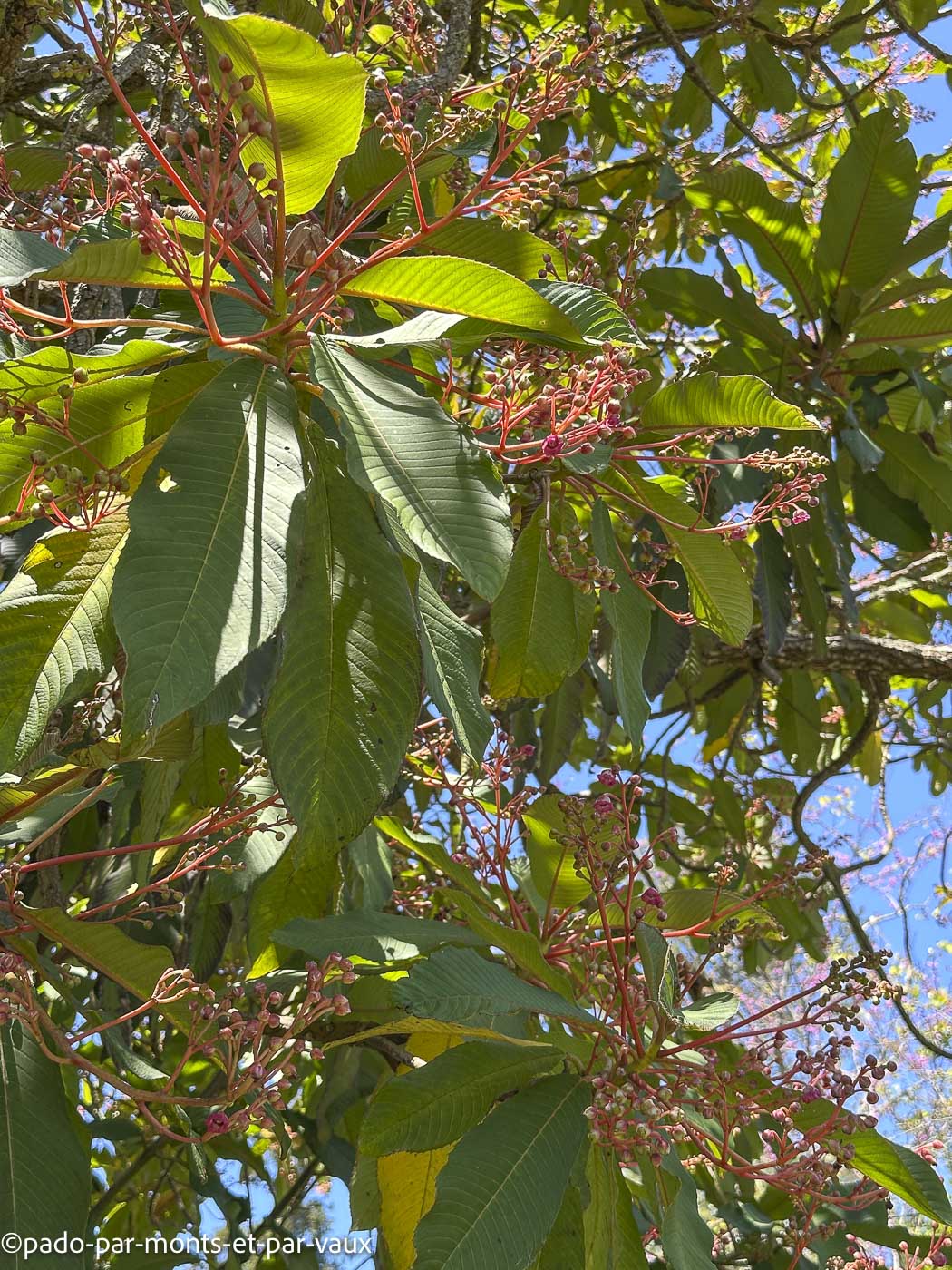 Madere- Saurauja nepalensis Madere- Saurauja nepalensis
