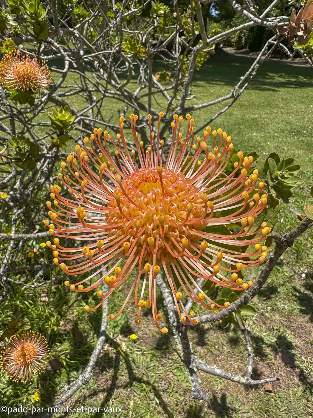 Madere-jardin Palheiro-protea Madere-jardins Palheiro