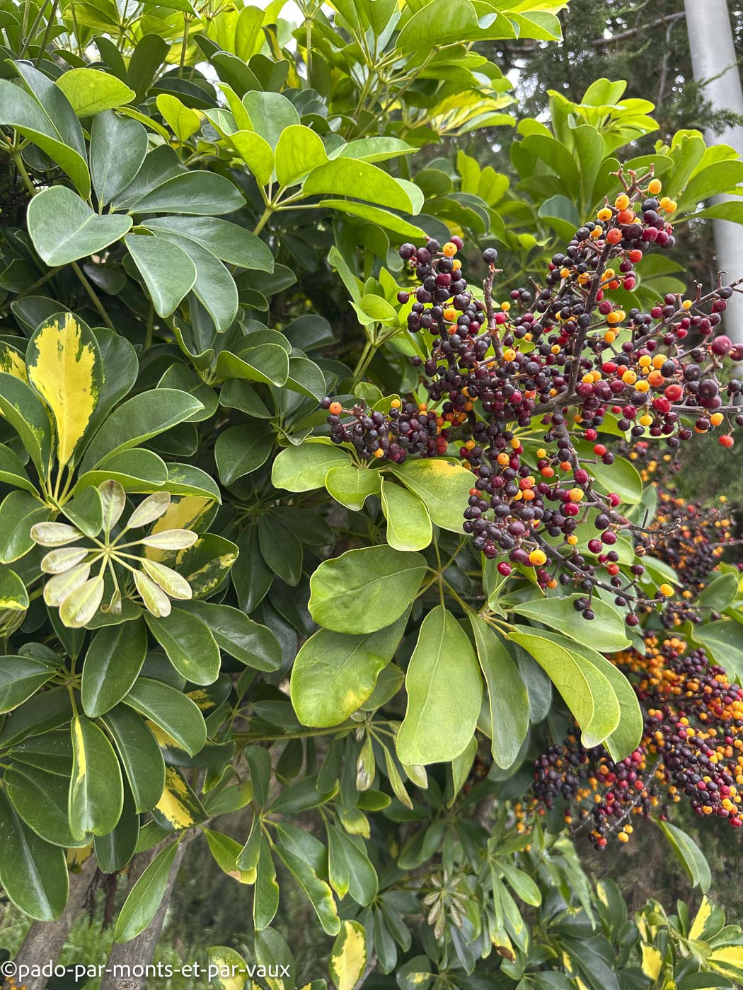 Madere-Porto da Cruz-arbre parapluie Madere-Porto da Cruz-arbre parapluie