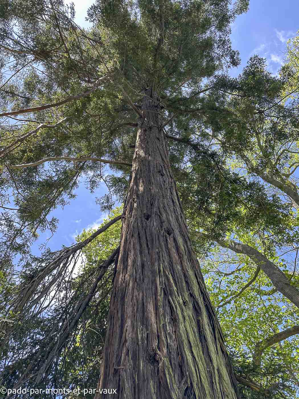 Madere-jardin Palheiro-sequoia Madere-jardin Palheiro-sequoia