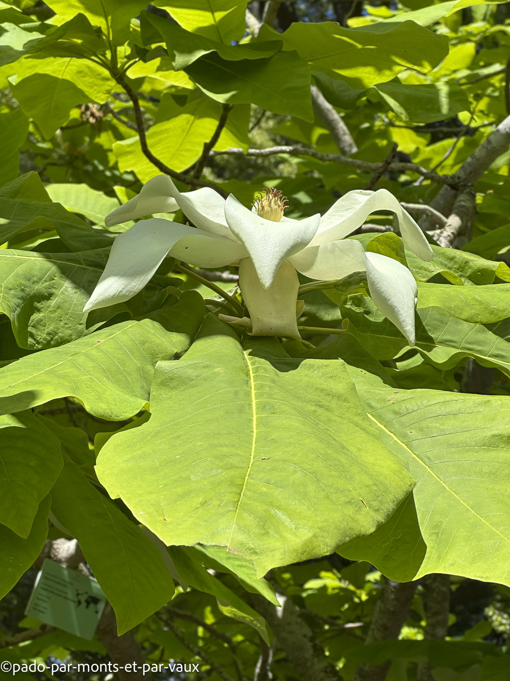 Madere-magnolia macrophylla Madere-magnolia macrophylla