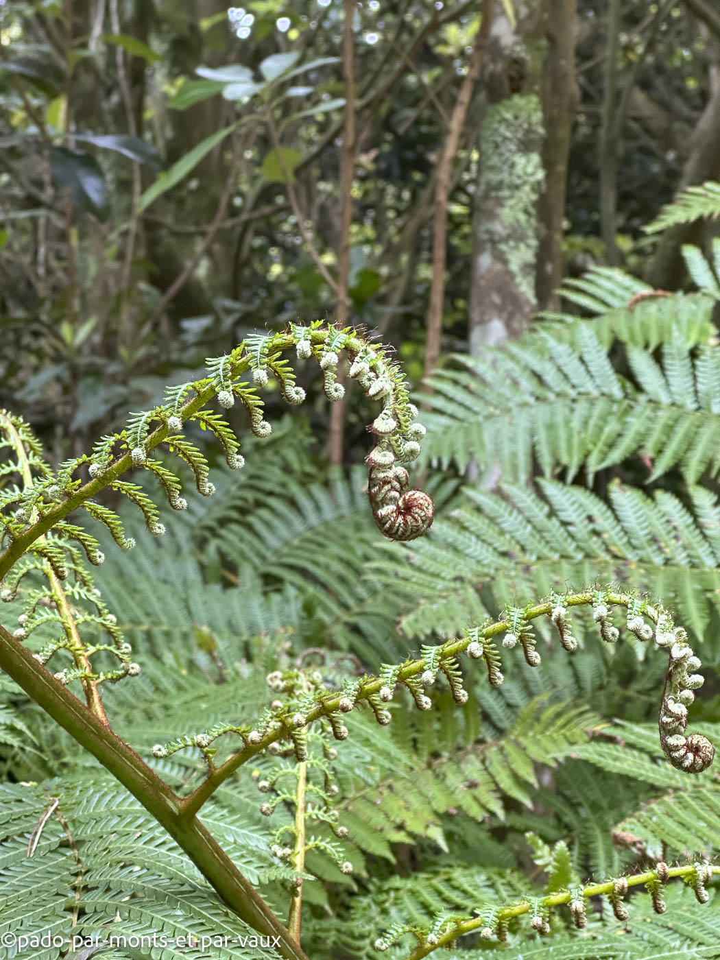 Madere-vereda das Funduras Madere-vereda das Funduras