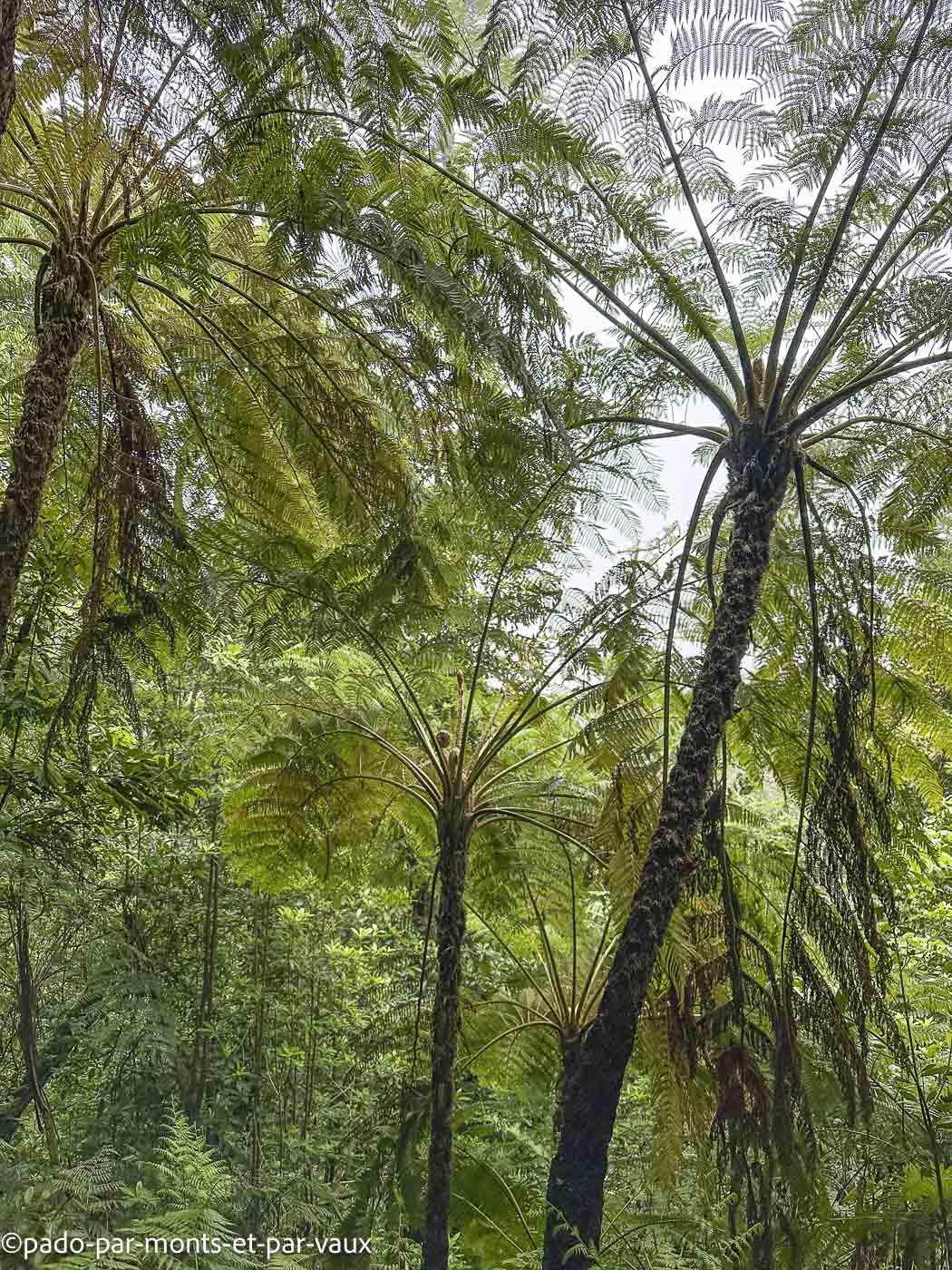 Madere-vereda das Funduras Madere-vereda das Funduras