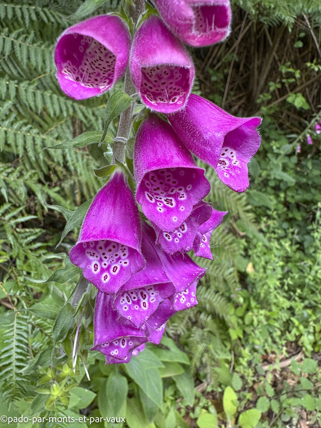 Madere-vereda das Funduras-digitale Madere-vereda das Funduras