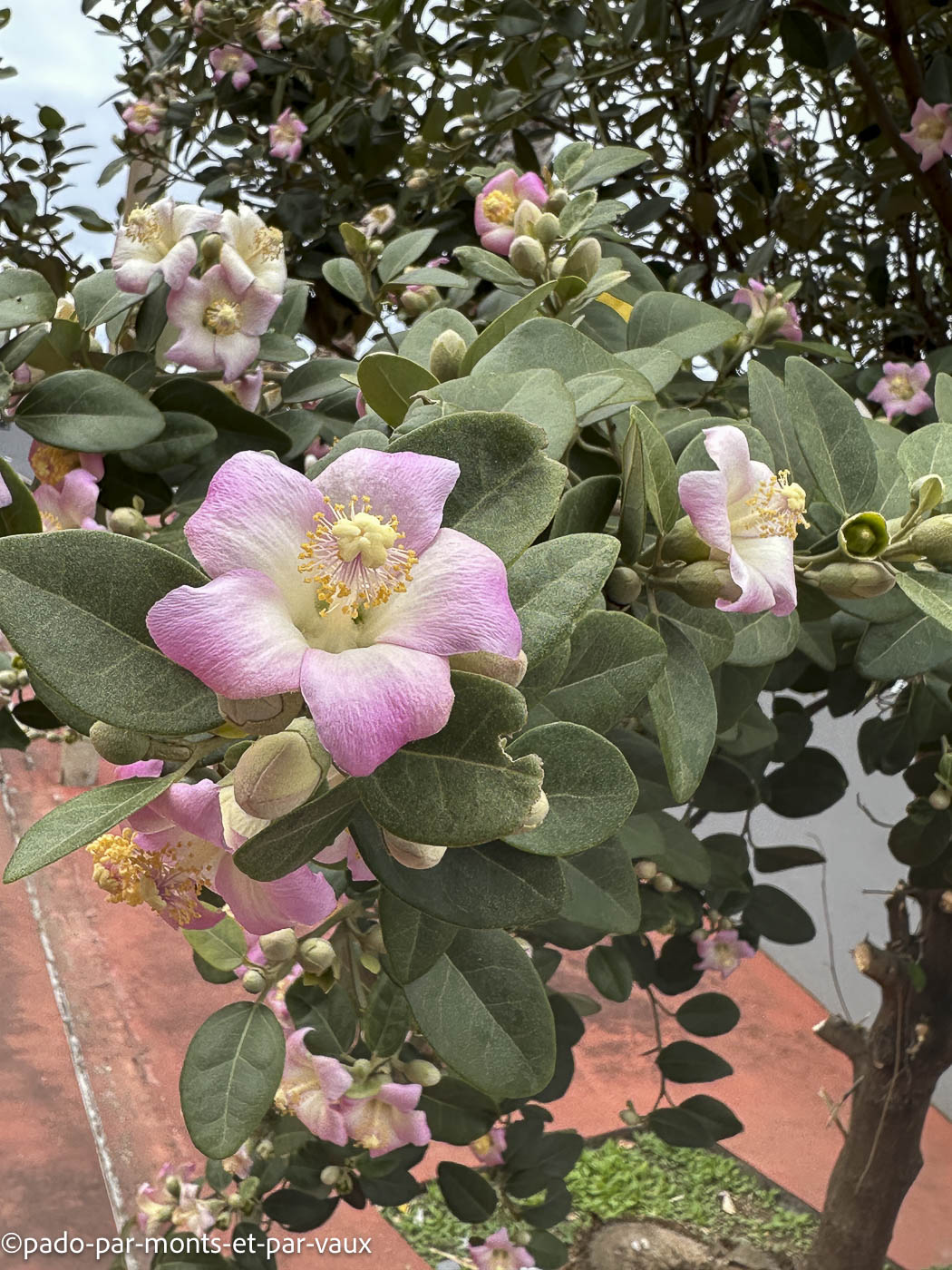 Madere- hibiscus patersonius Madere- hibiscus patersonius