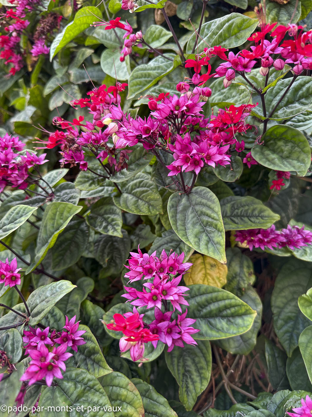 Madere-Funchal-clerodendron grimpant Madere-Funchal-clerodendron grimpant