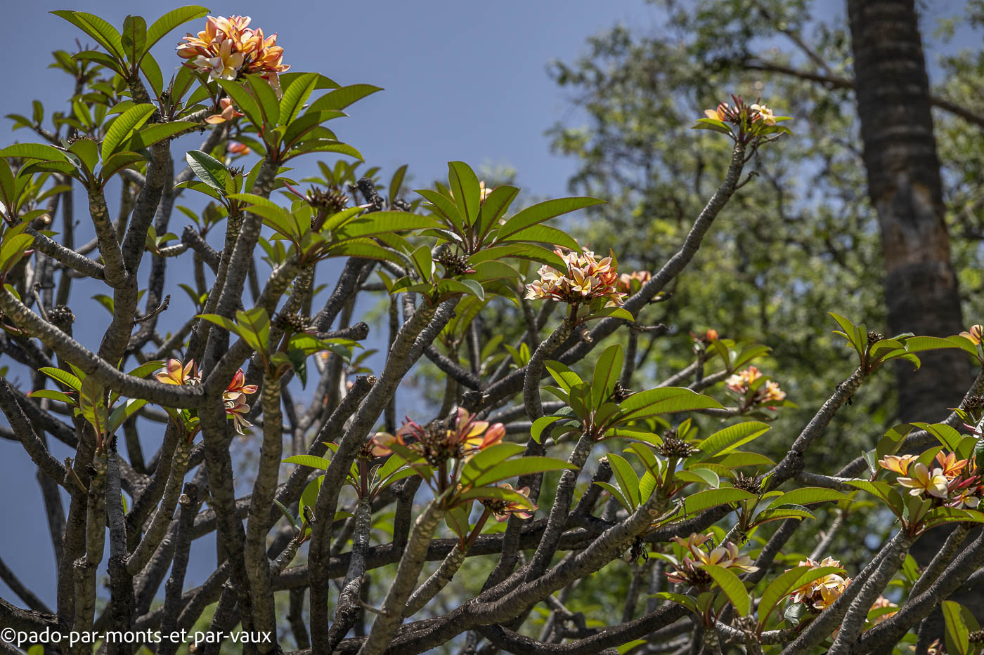 Funchal - frangipanier tricolore Funchal - frangipanier tricolore