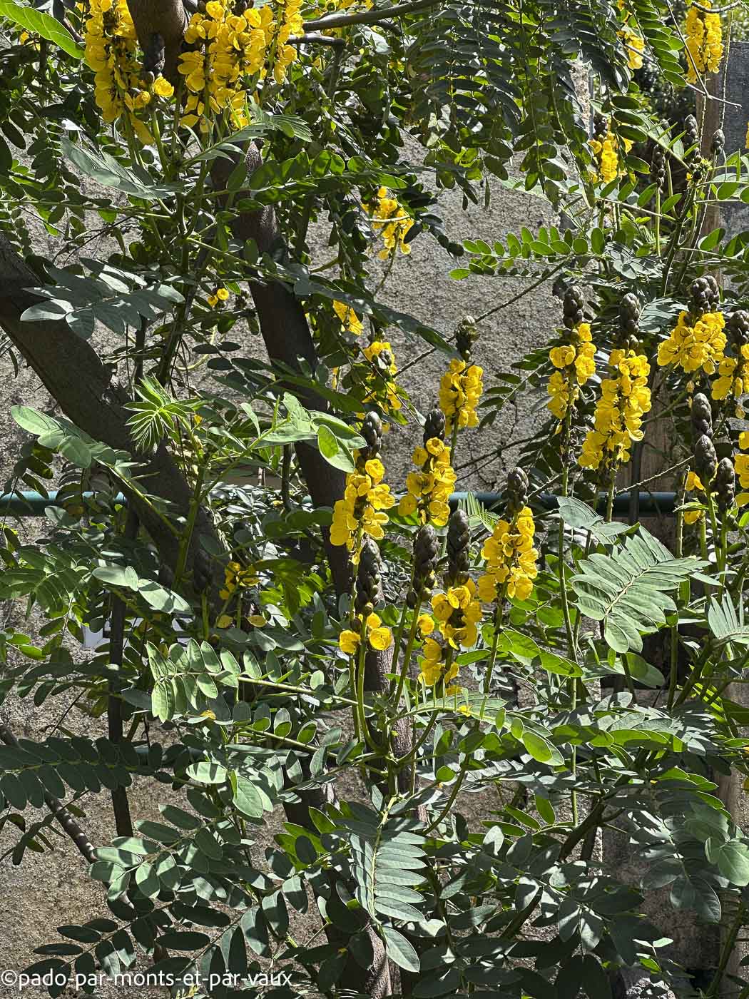 Funchal-jardin botanique-cassier Funchal-jardin botanique-cassier