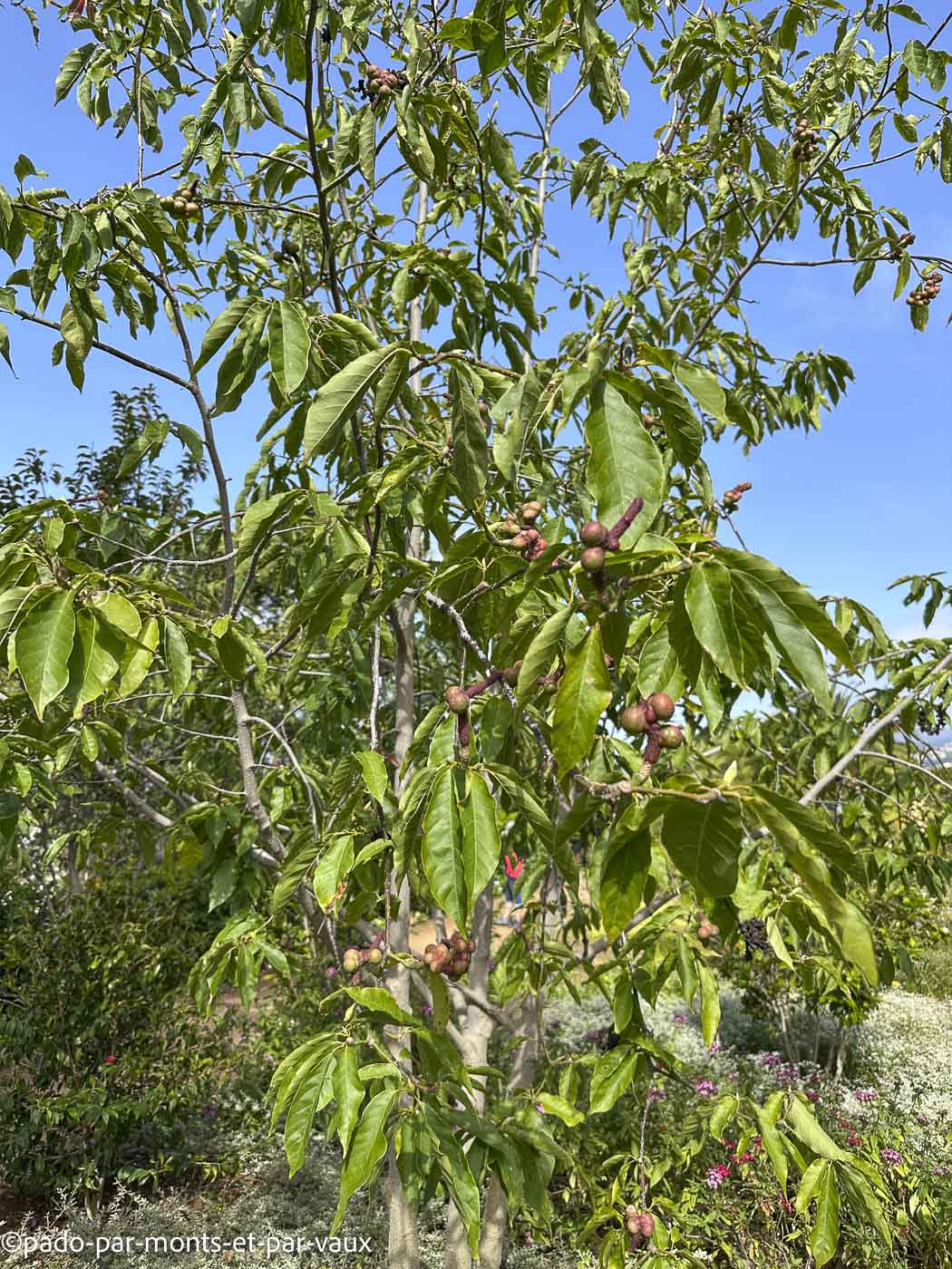 Madere-Funchal-jardin botanique-Magnolia Kobus Madere-Funchal-jardin botanique-Magnolia Kobus