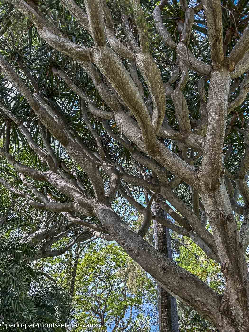 Madere-Funchal-jardin botanique- dragonnier Madere-Funchal-jardin botanique- dragonnier