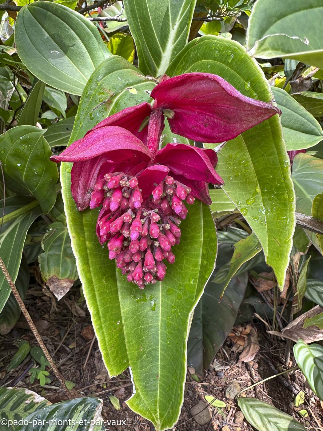 Funchal-jardin botanique-Medinila Funchal-jardin botanique-Medinila