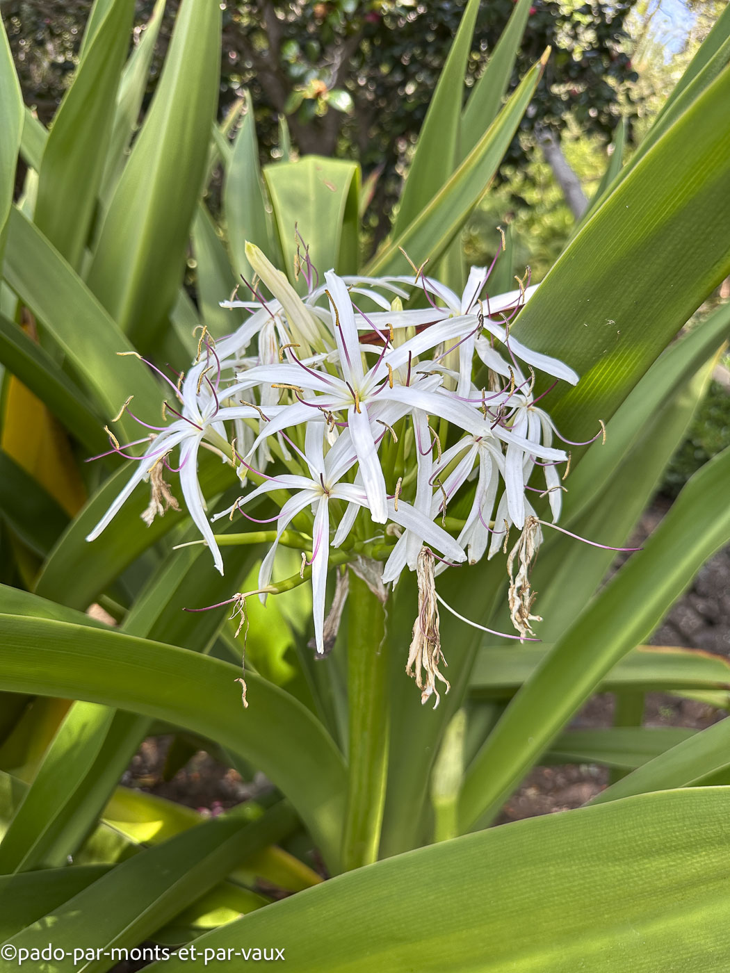Funchal-jardin botanique-crinum Funchal-jardin botanique-crinum