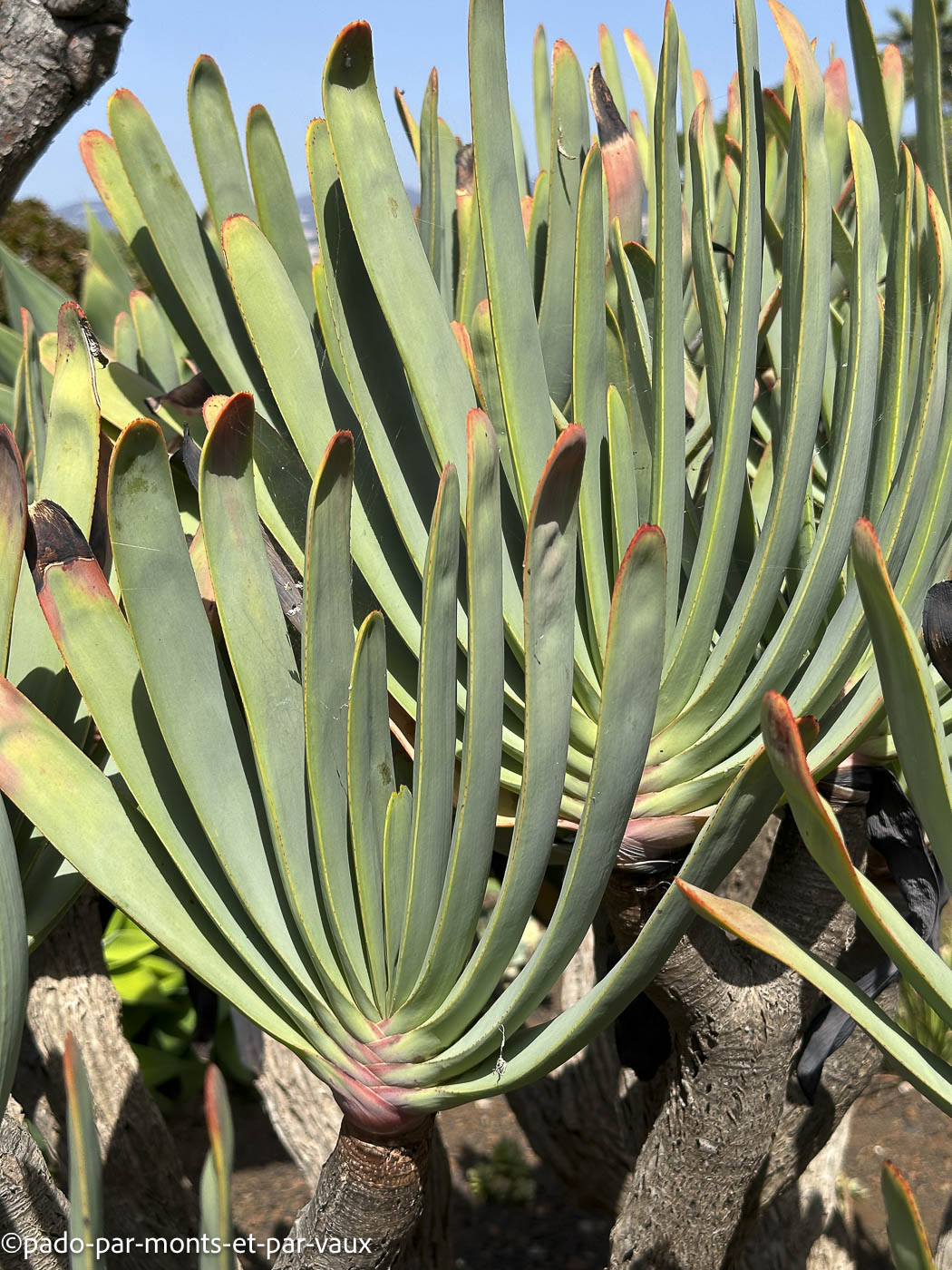 Funchal-jardin botanique-Aloès plicatilis Funchal-jardin botanique-Aloès plicatilis