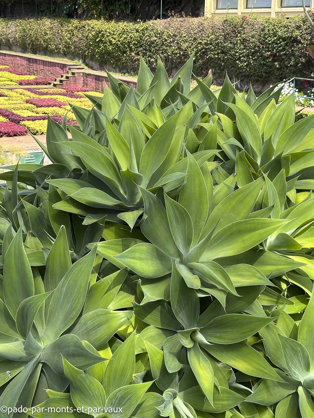 Funchal- Agave à cou de cygne Funchal- Agave à cou de cygne