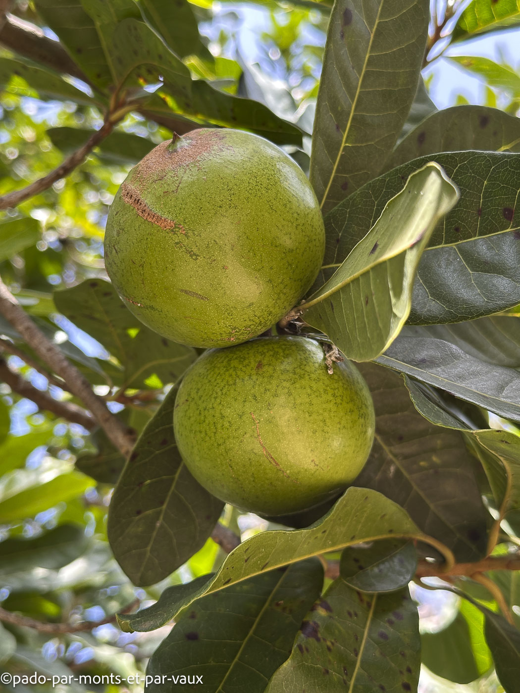 Funchal-jardin botanique- pouteria lucuma Funchal-jardin botanique- pouteria lucuma