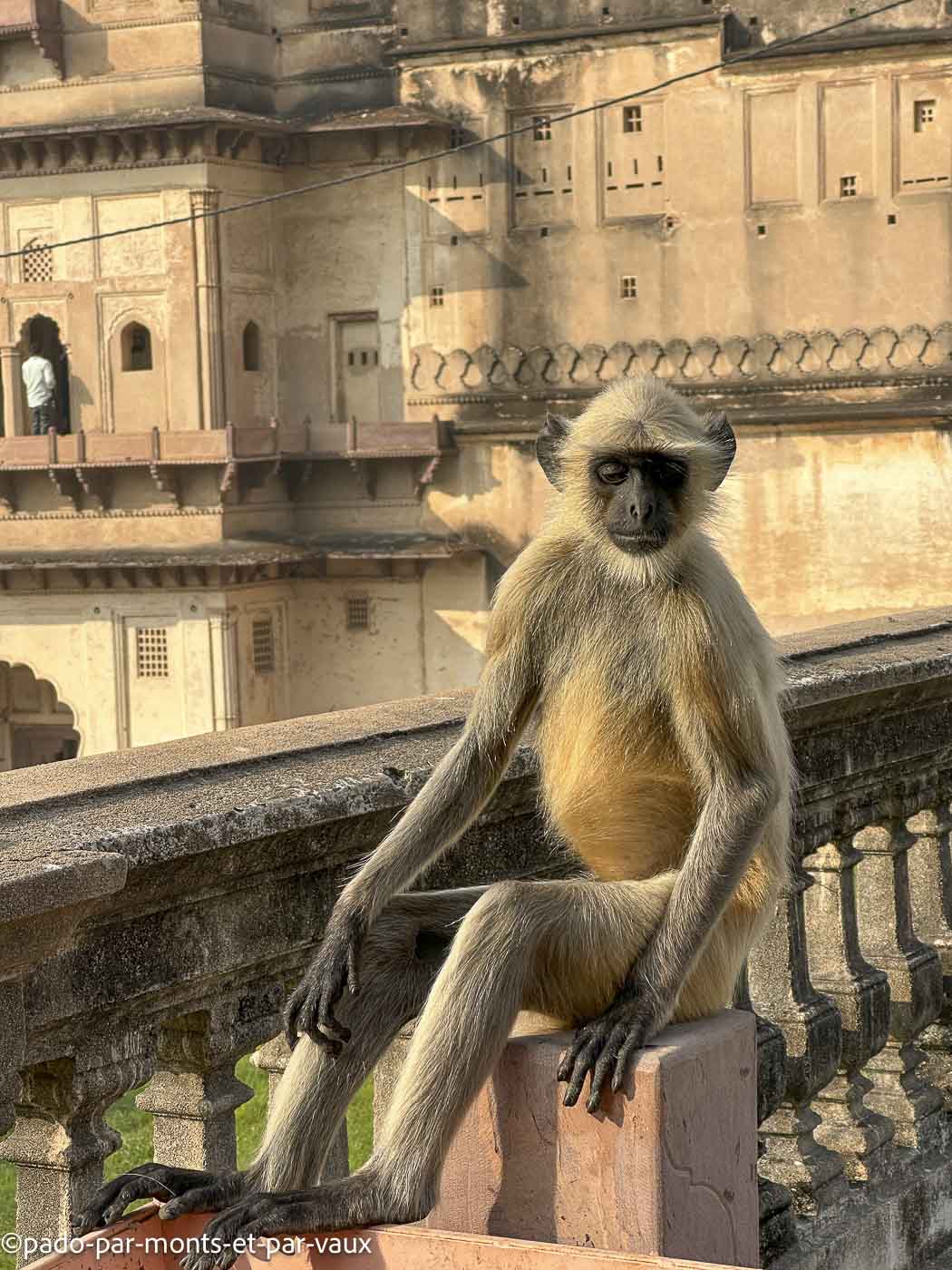 Inde-Orchha-langur Inde-Orchha